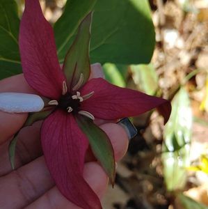 Meet your Posher, Nooshin